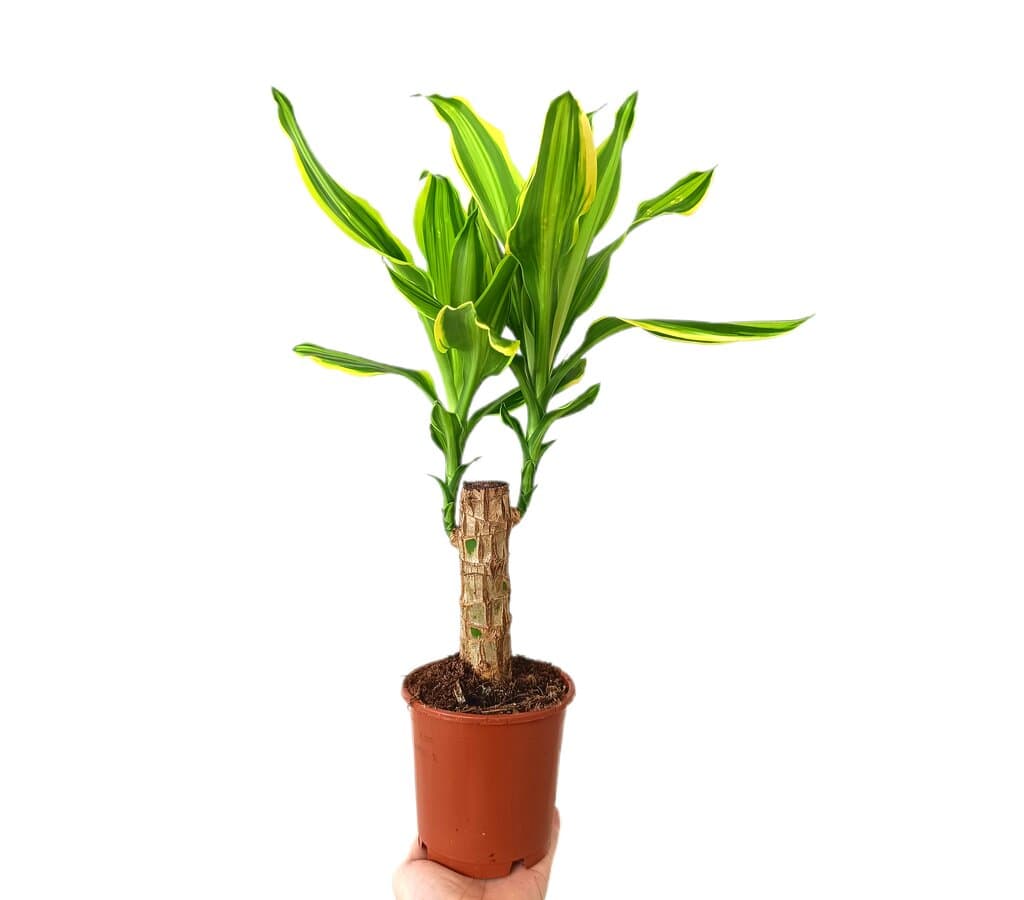 Dracena Fragans Golden Queen M11_0