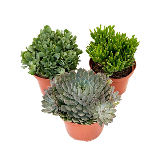 Mezcla De Suculentas - 3 Pzs - Succulent Mix - Altura 30-35cm - ⌀17cm_0