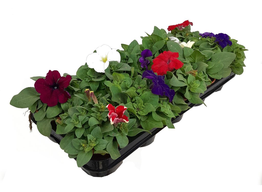Pack 10 Petunias_0
