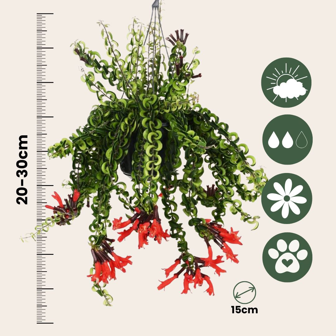 Flor De Lápiz Labial - Aeschynanthus Pulcher - Altura 20-30cm - ⌀15cm_2