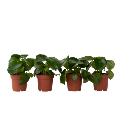 Corazón De Hombre - 4 Pzs - Peperomia Polybotrya - Altura 20-30cm - ⌀12cm