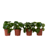 Corazón De Hombre - 4 Pzs - Peperomia Polybotrya - Altura 20-30cm - ⌀12cm
