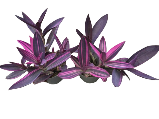 Planta Natural Tradescantia Pallida 'pink Stripe' 1 Ud Ø 12 Alt. 25 - 35_0