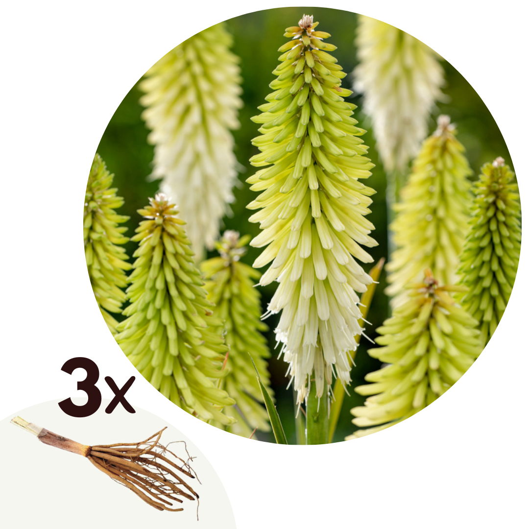 Flecha De Fuego - 3 Pzs - Tritoma Kniphofia 'ice Queen' - Cepellones - Blanco_0