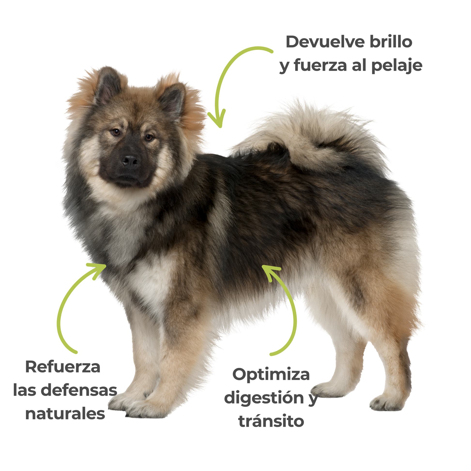 Suplemento natural para la piel y el pelaje de perros y gatos – Levadura de cerveza ECO 100 g_3