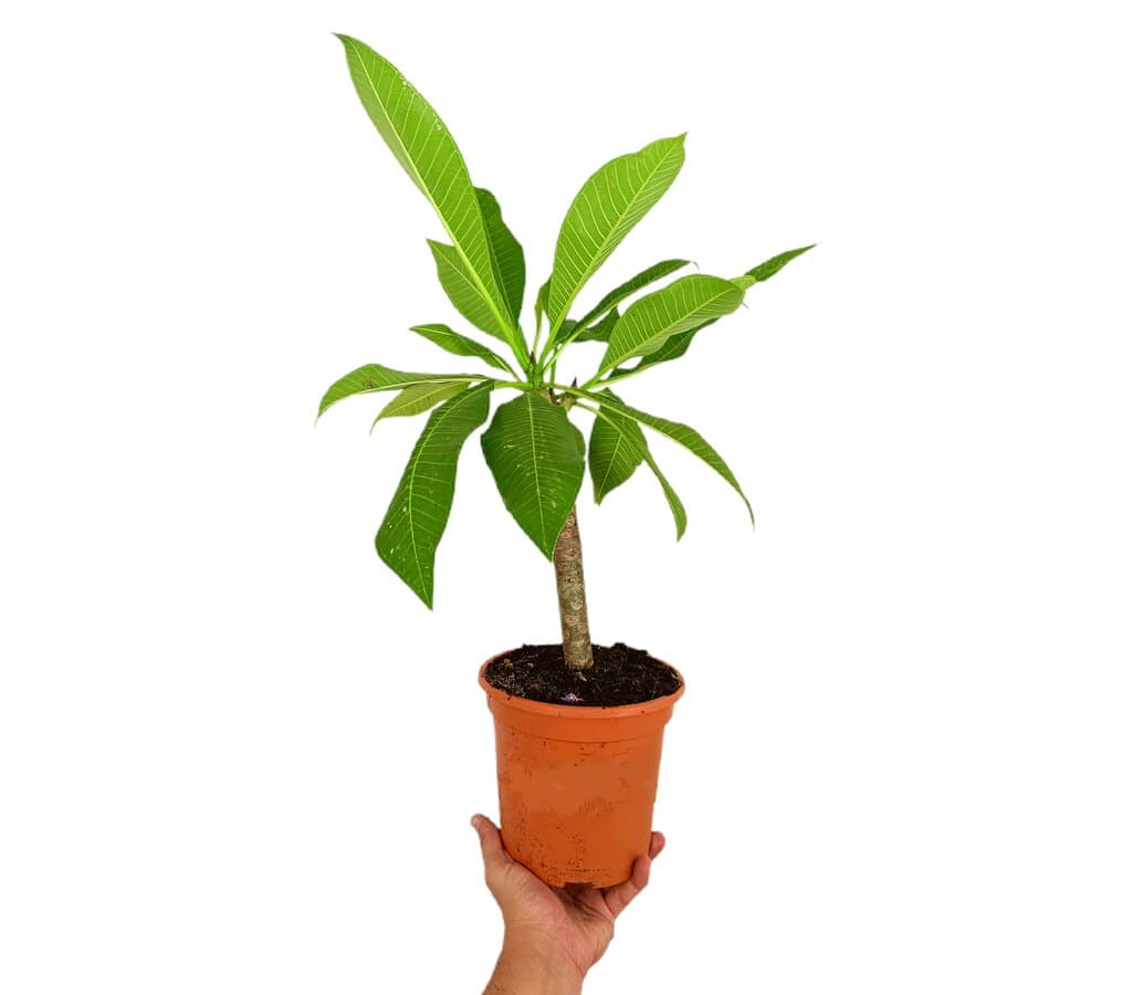 Plumeria Alba M17_2