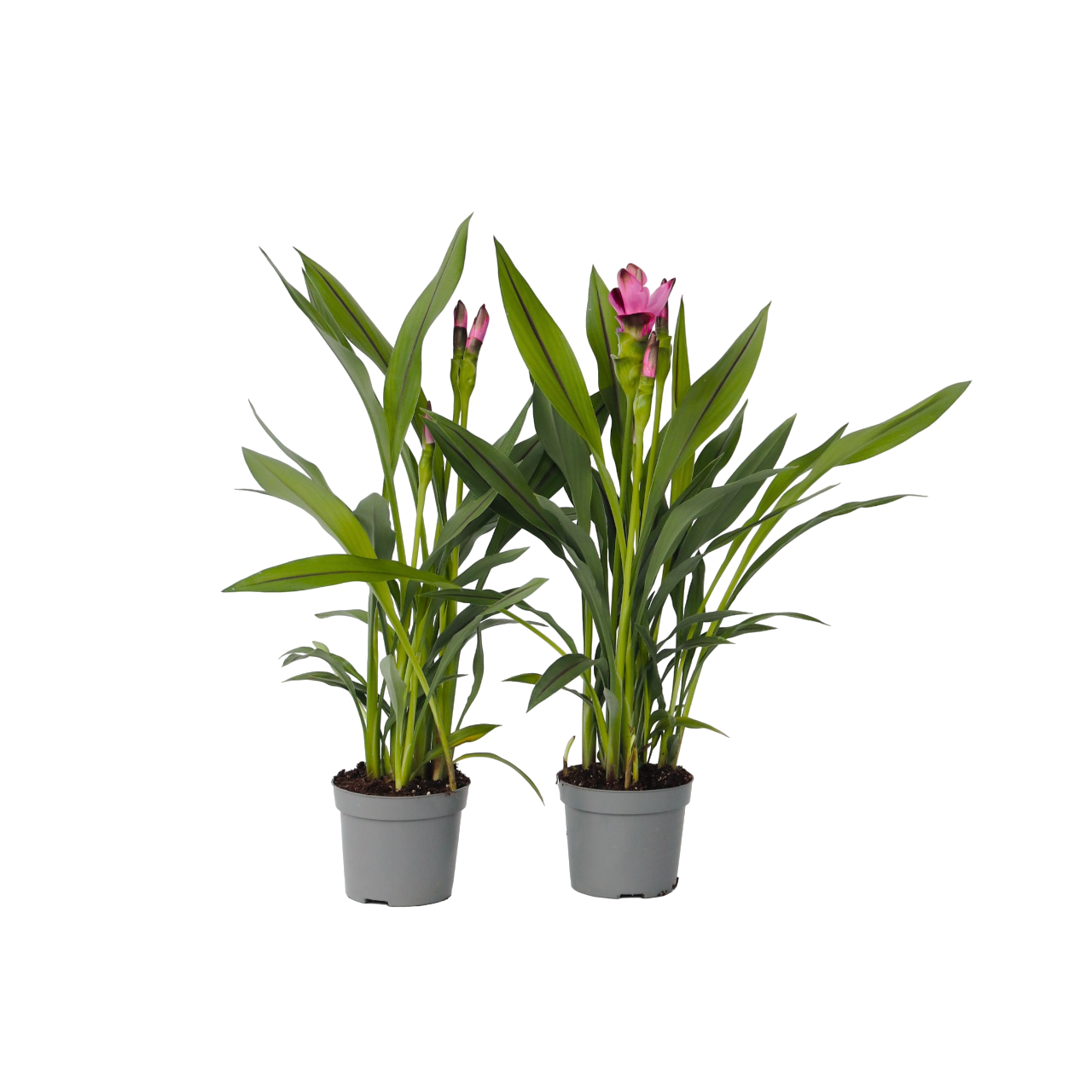 Tulipán De Siam - 4 Pzs - Curcuma 'siam Splash' - Altura 40-60cm - ⌀13cm_0