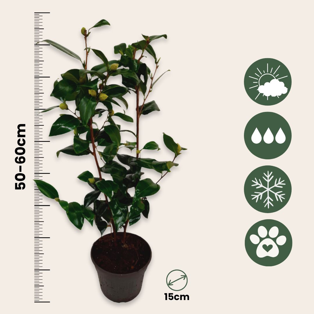 Camelia Japonesa - 2 Pzs - Camellia Japonica 'brush Field' - A50-60cm - ⌀15cm_2