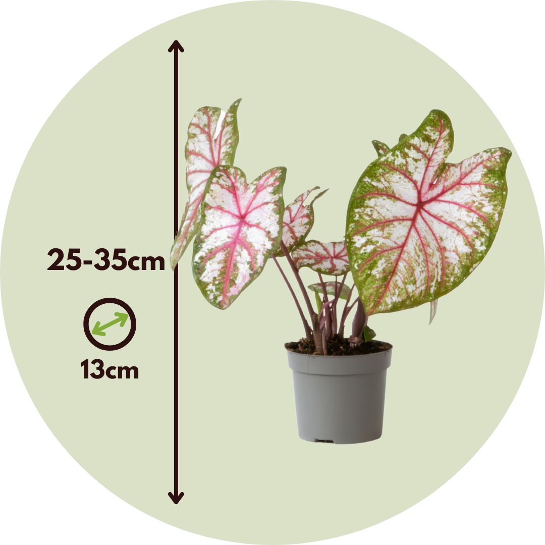 Caladio - 2 Piezas - Caladium 'tapestry' - Altura 25-35cm - ⌀13cm_2