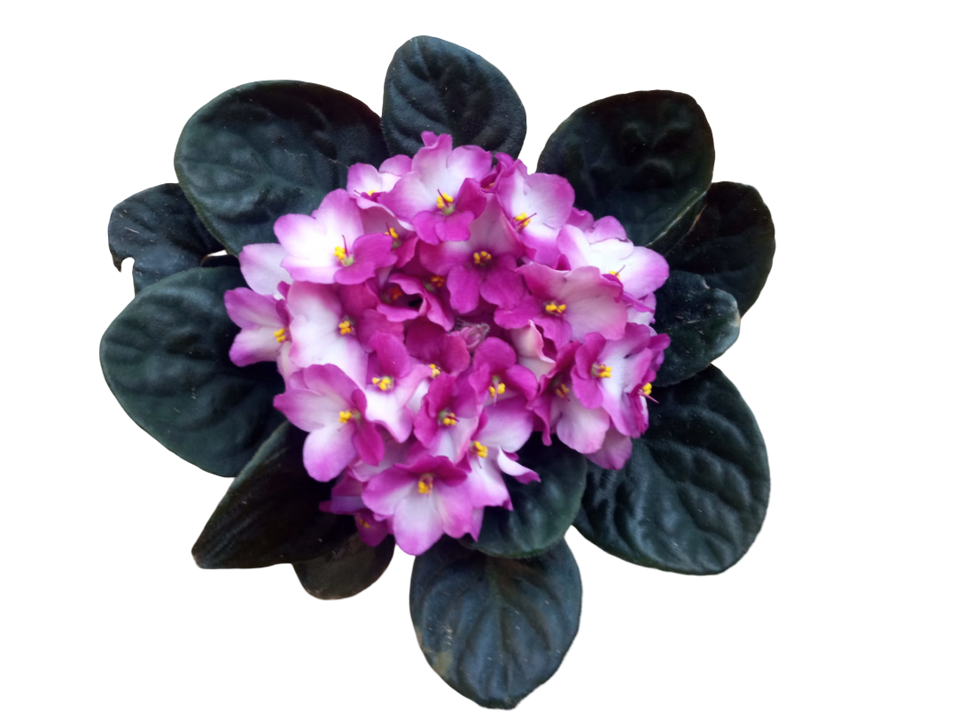 Violeta Africana Saint Paula Color Surtido Ø12_2