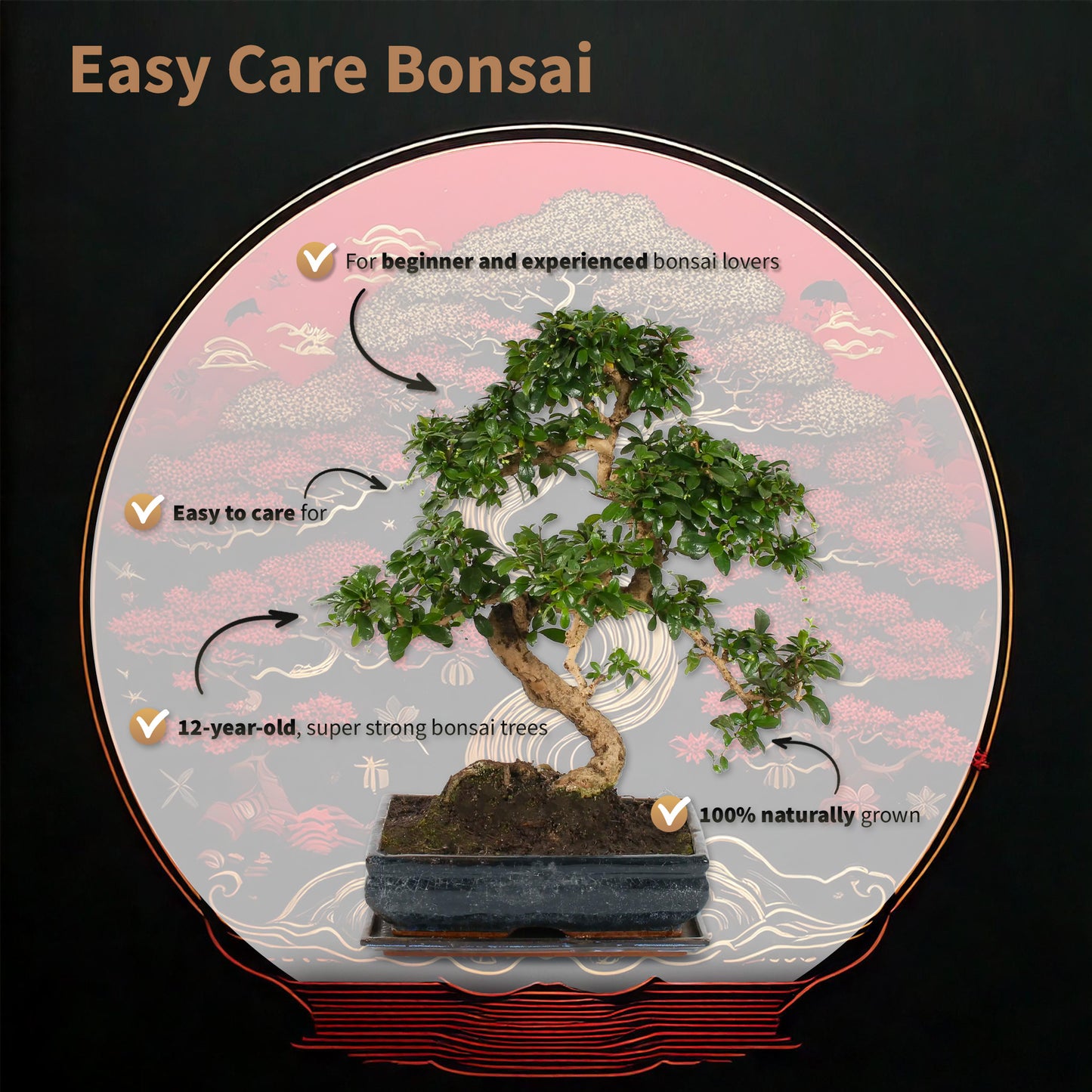 Bonsái Carmona Forma S - Incl. Maceta, Abono, Tijeras_1