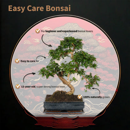 Bonsái Carmona Forma S - Incl. Maceta, Abono, Tijeras_1