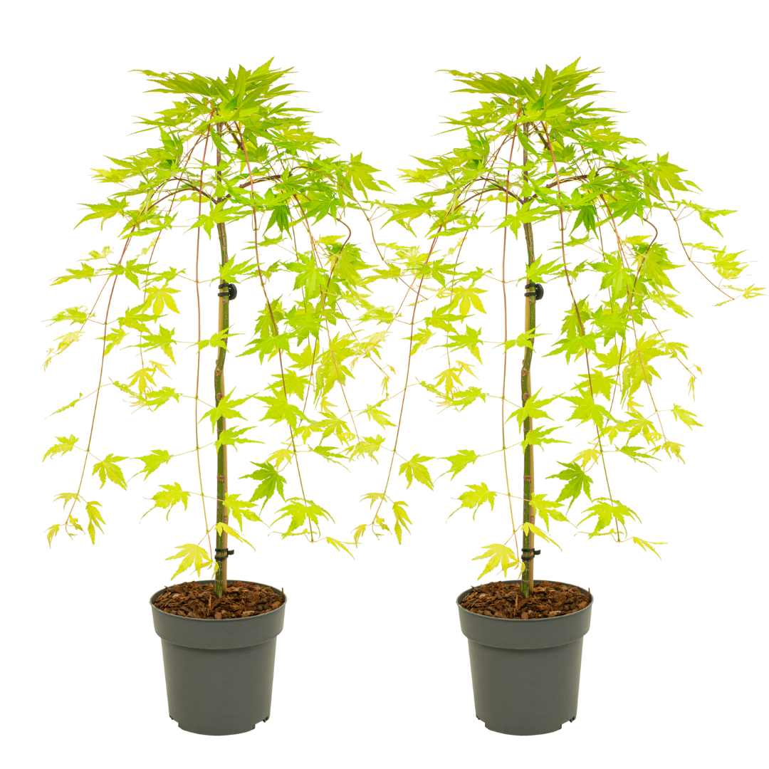 Arce Japonés - 2 Pzs - Acer Palmatum 'cascade Gold' - Altura 80-90cm - ⌀19cm_0