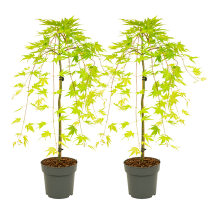 Arce Japonés - 2 Pzs - Acer Palmatum 'cascade Gold' - Altura 80-90cm - ⌀19cm_0