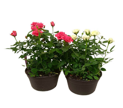 Rosal Favourite Roses M20