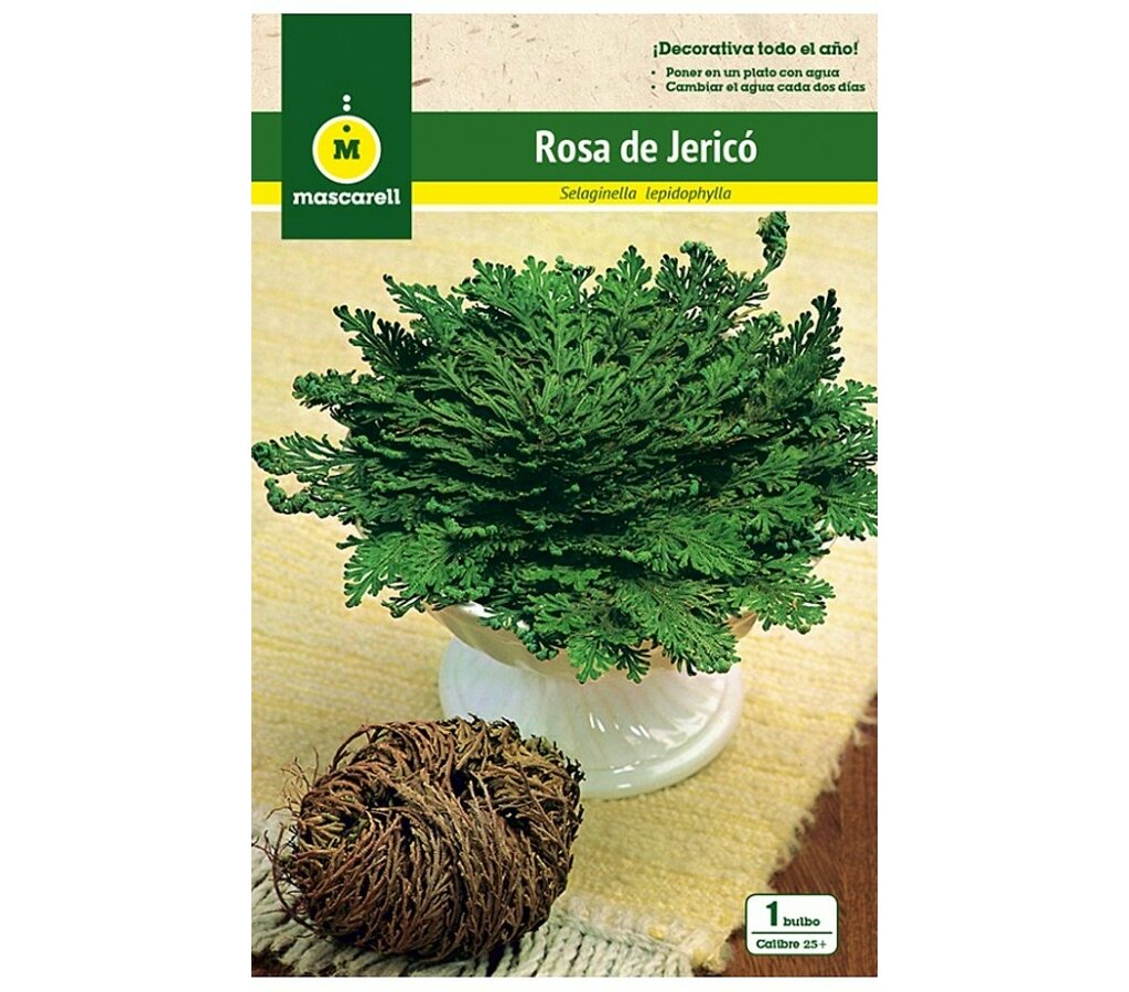 Rosa De Jericó_0