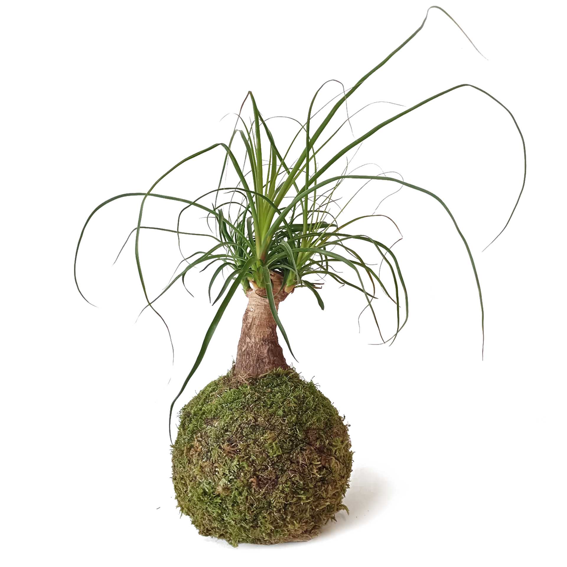 Kokedama Pata De Elefante / Kokedamus / Planta Interior - Decoración Del Hogar - Planta Natural - Elaboración Artesanal_0