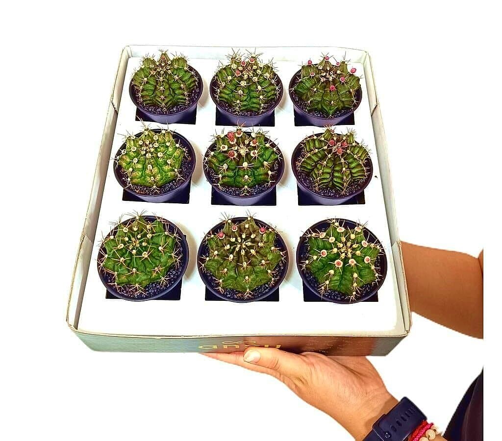 Gymnocalycium T-rex Variegata M6 (unidad)