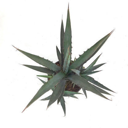 Agave Lophanta T20 40cm