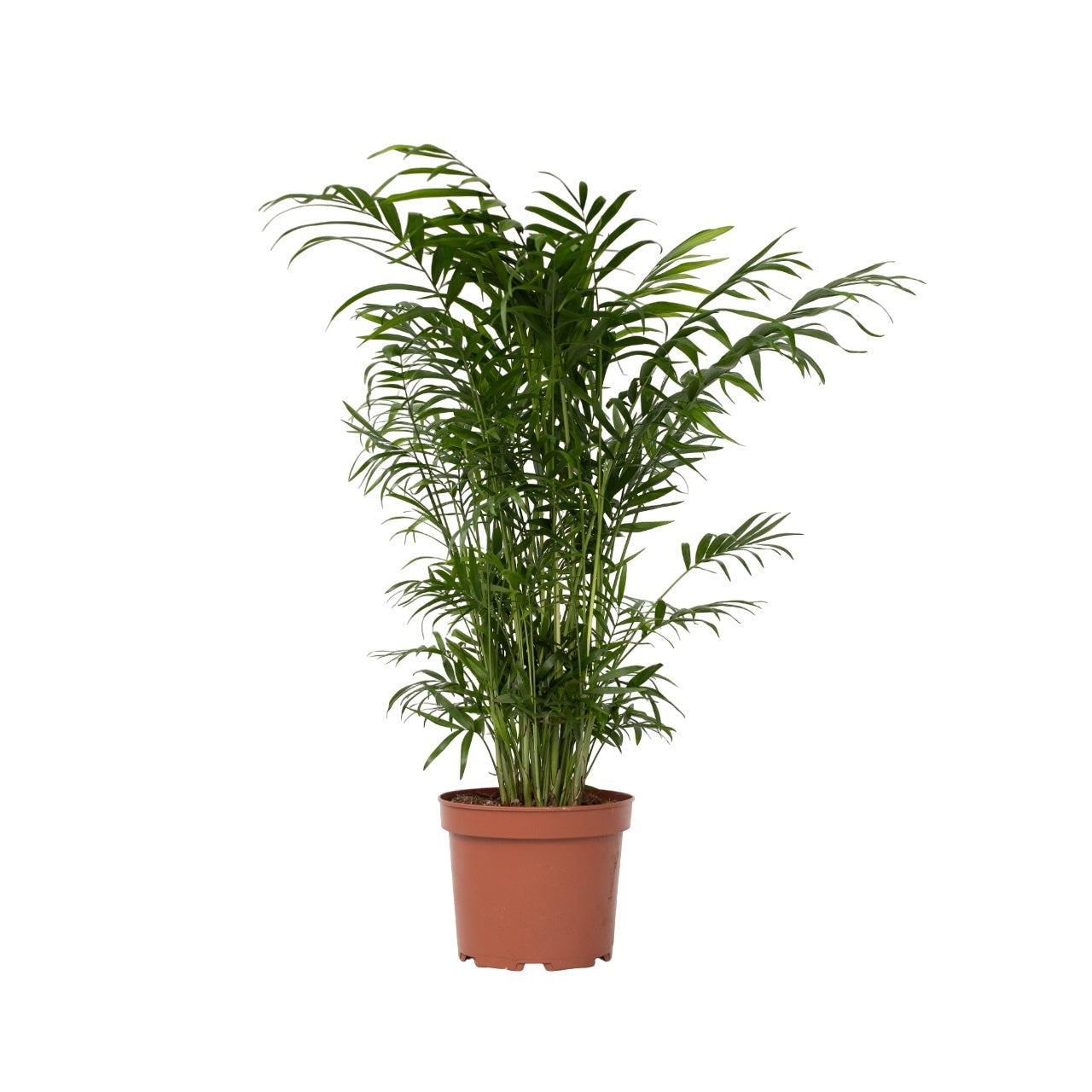 Pacaya - Palmera De Salón - Chamaedorea Elegans - Altura 50-60cm - ⌀17cm_0