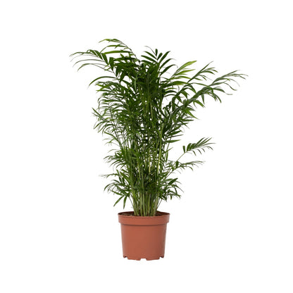 Pacaya - Palmera De Salón - Chamaedorea Elegans - Altura 50-60cm - ⌀17cm_0