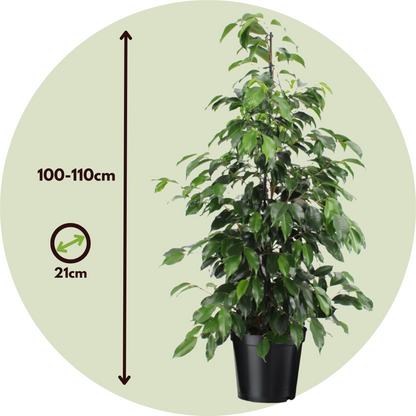 Higuera Llorona - Ficus Benjamina 'danielle' - Altura 100-110cm - ⌀21cm_2