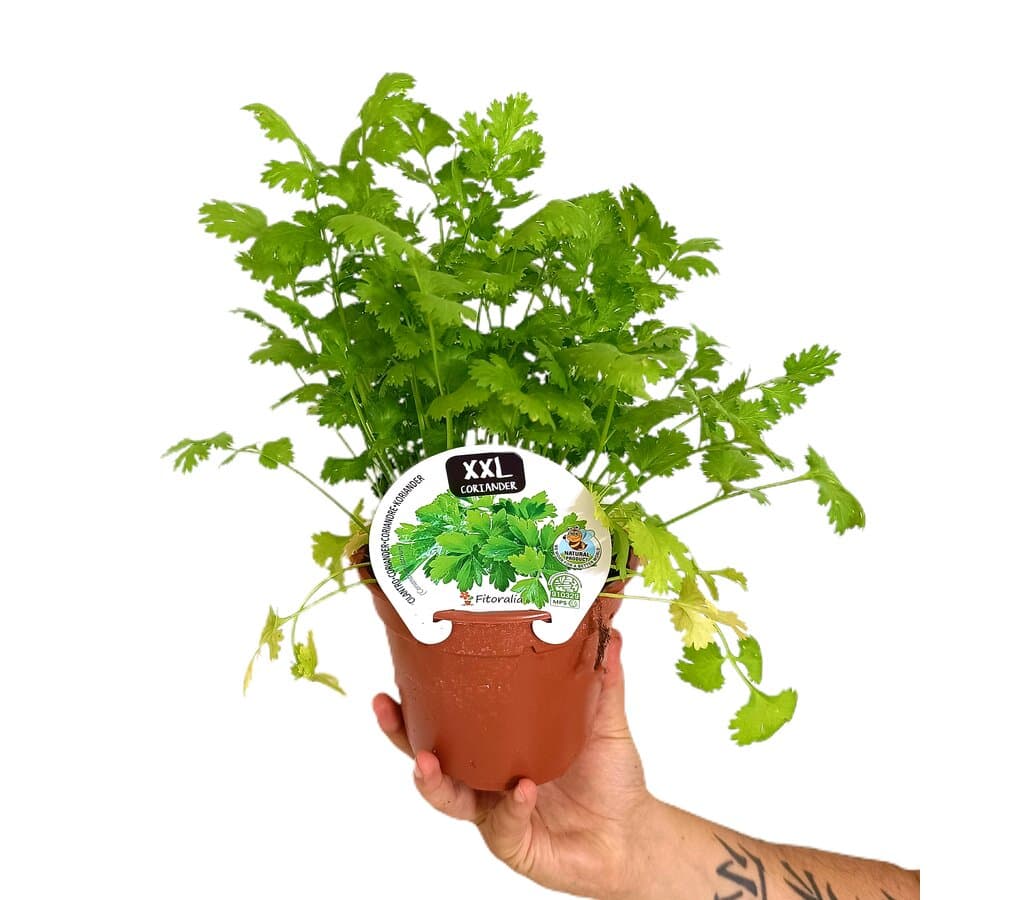 Cilantro M14_0