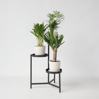 Mezcla De Mini Palmeras - 3 Pzs - Mini Indoor Palm Mix - Altura 25-40cm - ⌀12cm