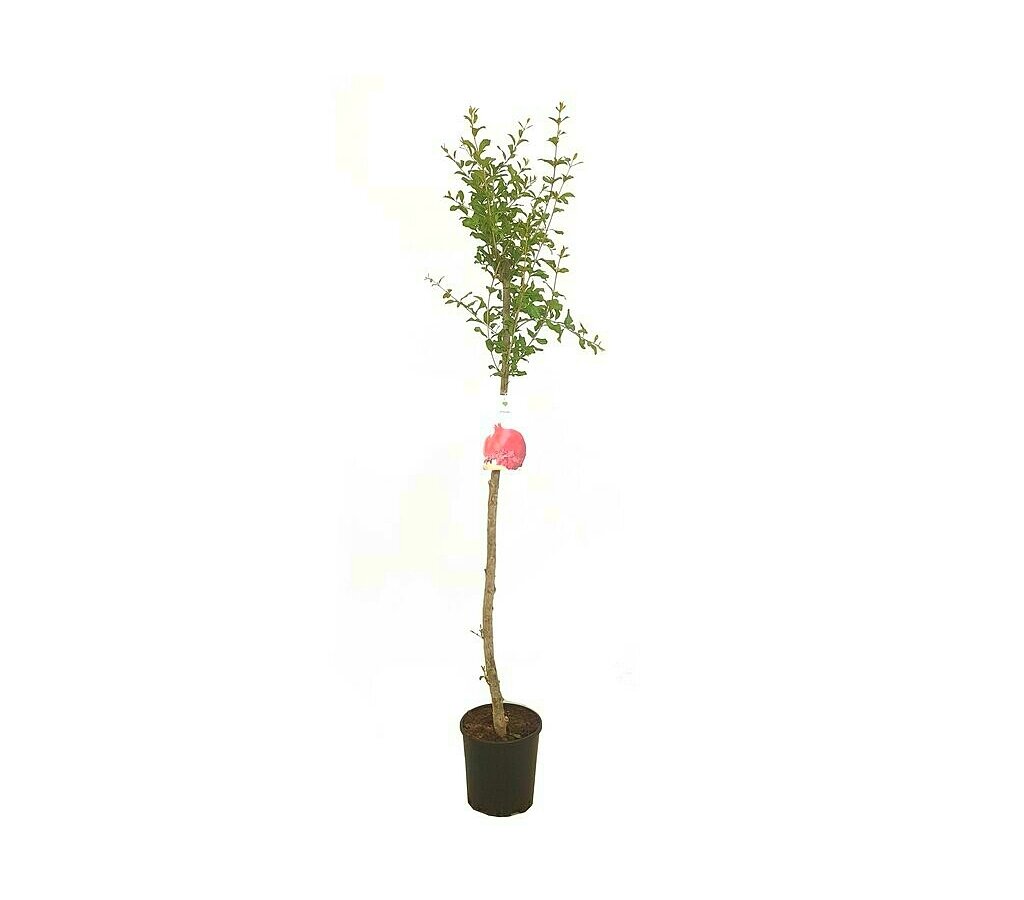 Árbol Frutal Granado Punica Copa M22 150cm_0
