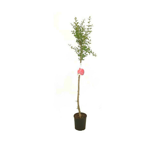 Árbol Frutal Granado Punica Copa M22 150cm_0
