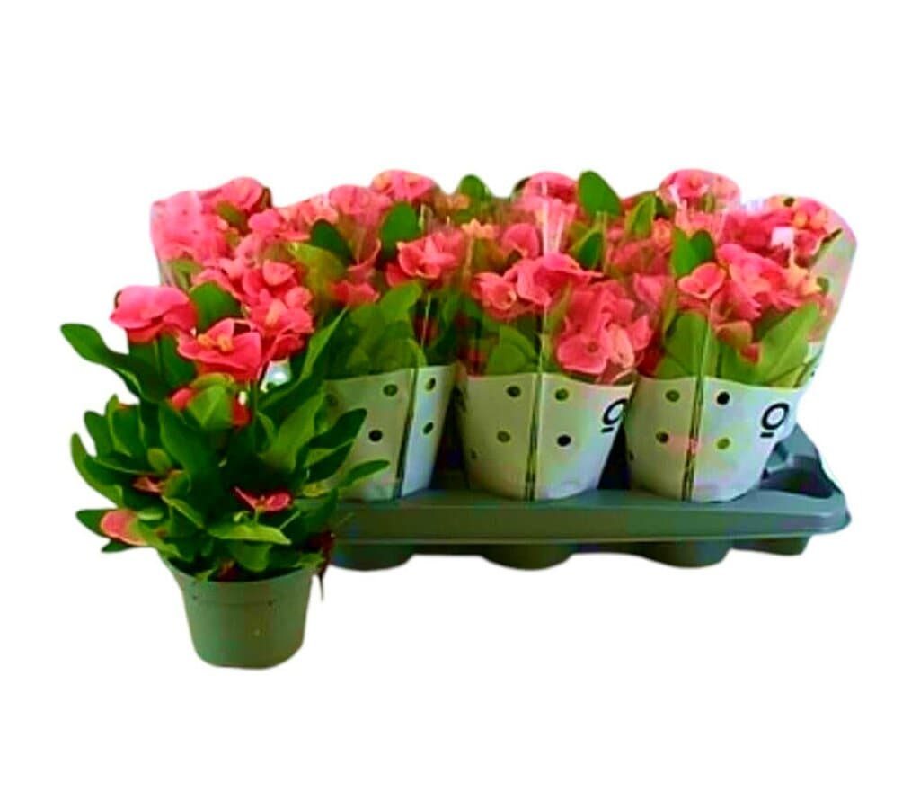 Euphorbia Siraya M11_0