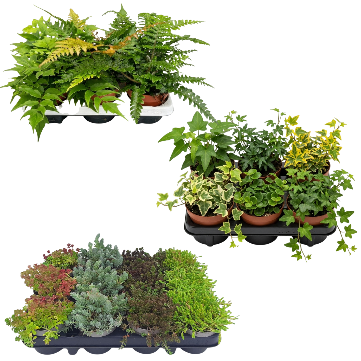 Plantas Borde Estanque 2-3m2 - Sedum - Helecho Exterior - Hedera - 36 Plantas_2