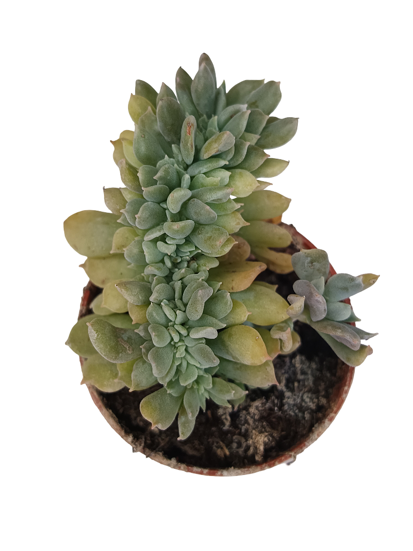 Echeveria Crestata Mini Planta Suculenta Ø5 Cm_0