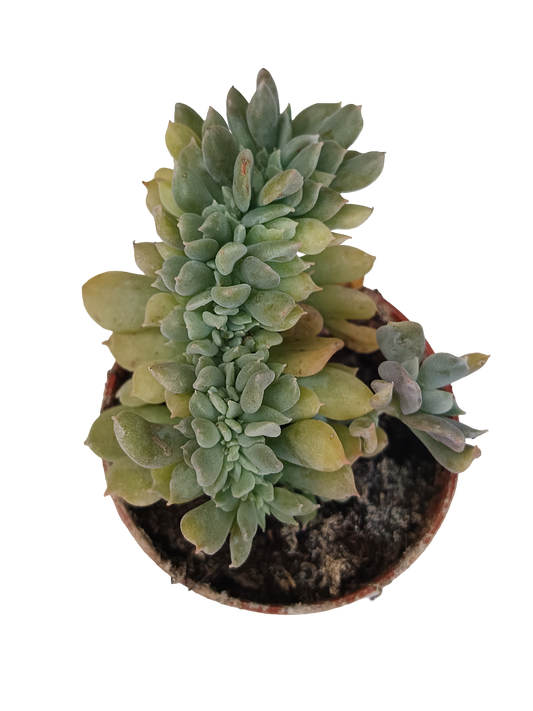 Echeveria crestata mini planta suculenta Ø5 cm_0