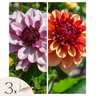 Tubérculos De Dalia - 3 Pzs - Dahlia 'sweet & Honey'