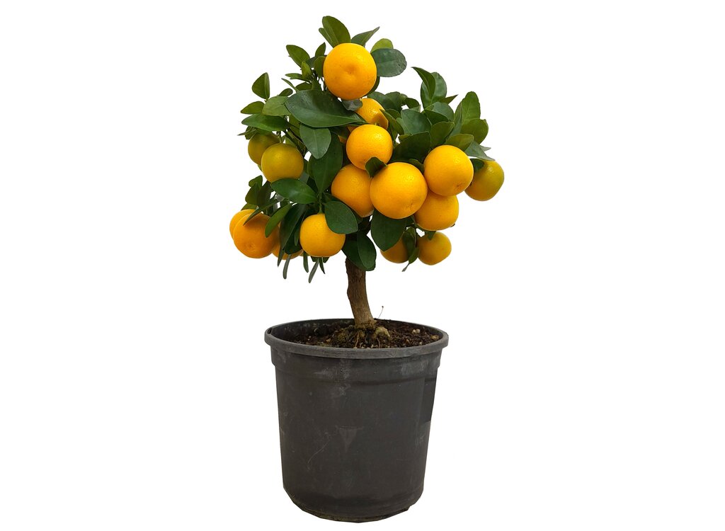 Calamondin M15 30cm (naranjo Enano)_0