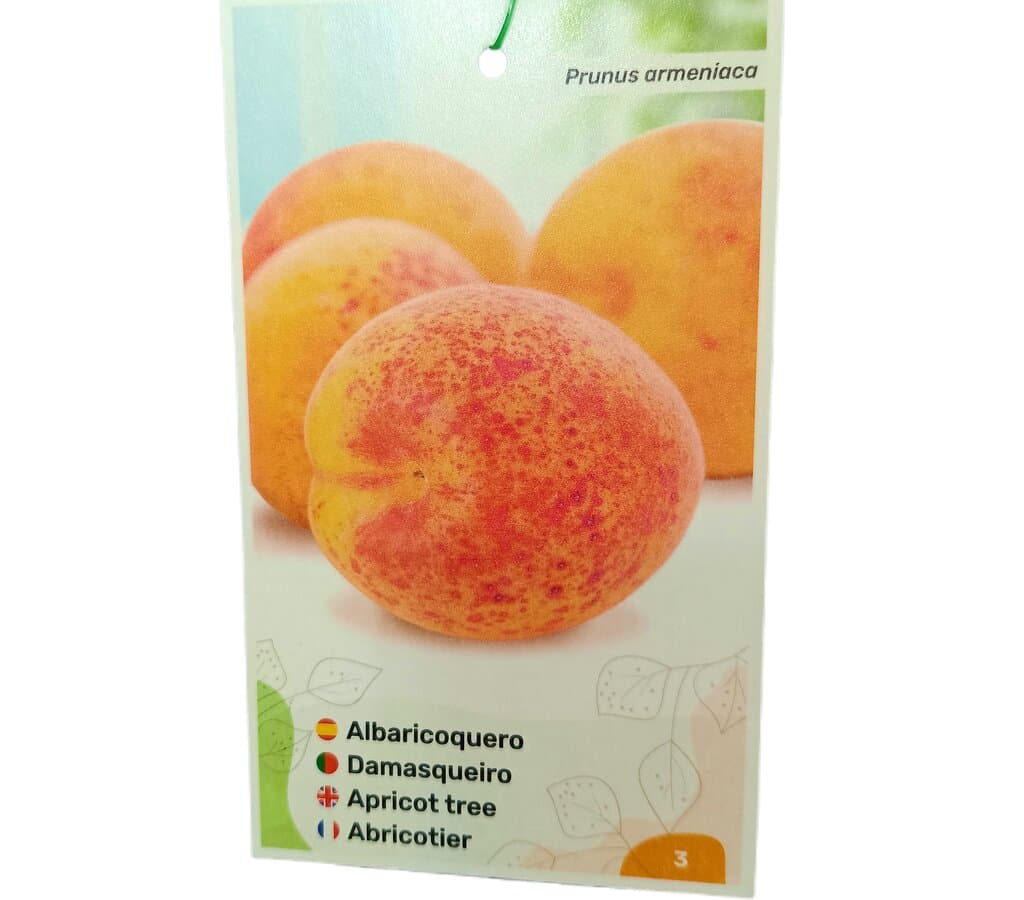 Albaricoquero Rojo Carlet M25_0