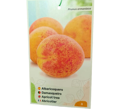 Albaricoquero Rojo Carlet M25_0
