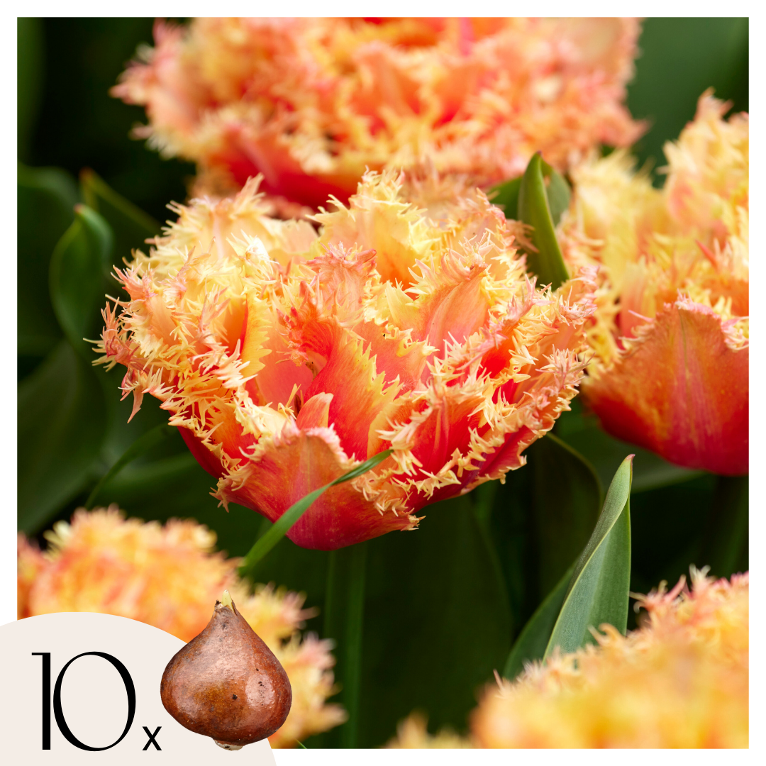 Bulbos De Tulipán - 10 Pzs - Tulipa 'brisbane' - Bulbos De Flores - Rosa_0
