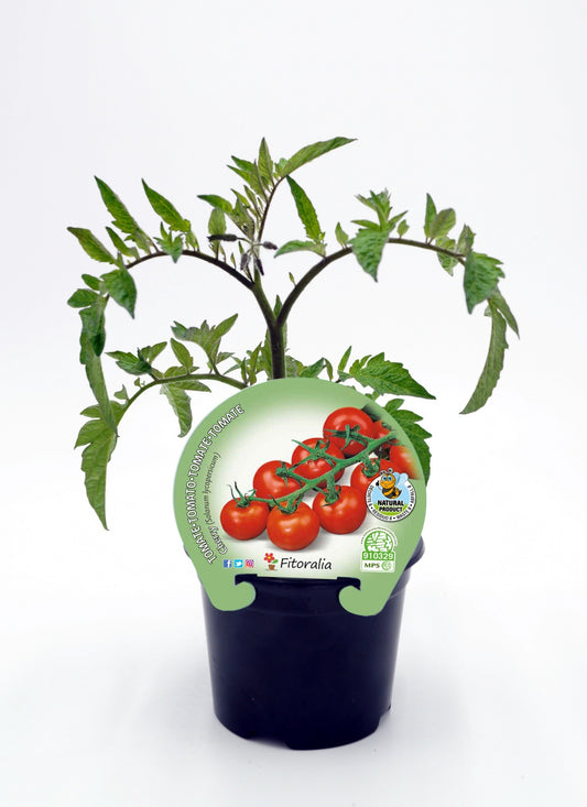 Plantón Tomate Cherry Redondo Rojo En Maceta 10,5 Cm. Natural - Fitoralia_0