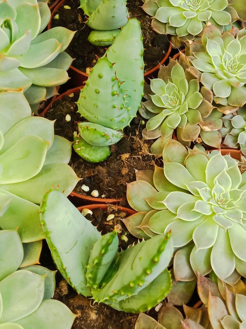 Suculentas Y Cactus Variedad #16 Planta Sin Id