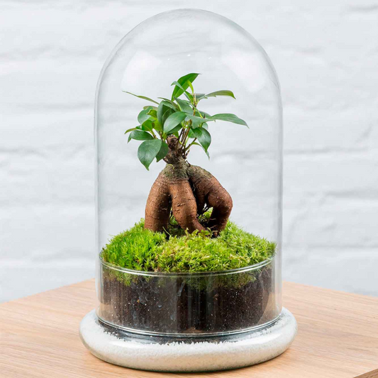 Terrario Ginseng Moss (26x16cm)._0