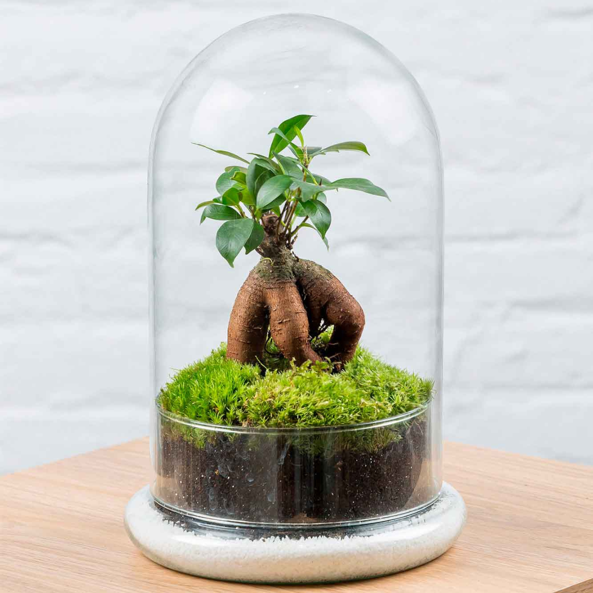Terrario Ginseng Moss (26x16cm).
