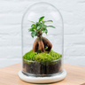 Terrario Ginseng Moss (26x16cm).
