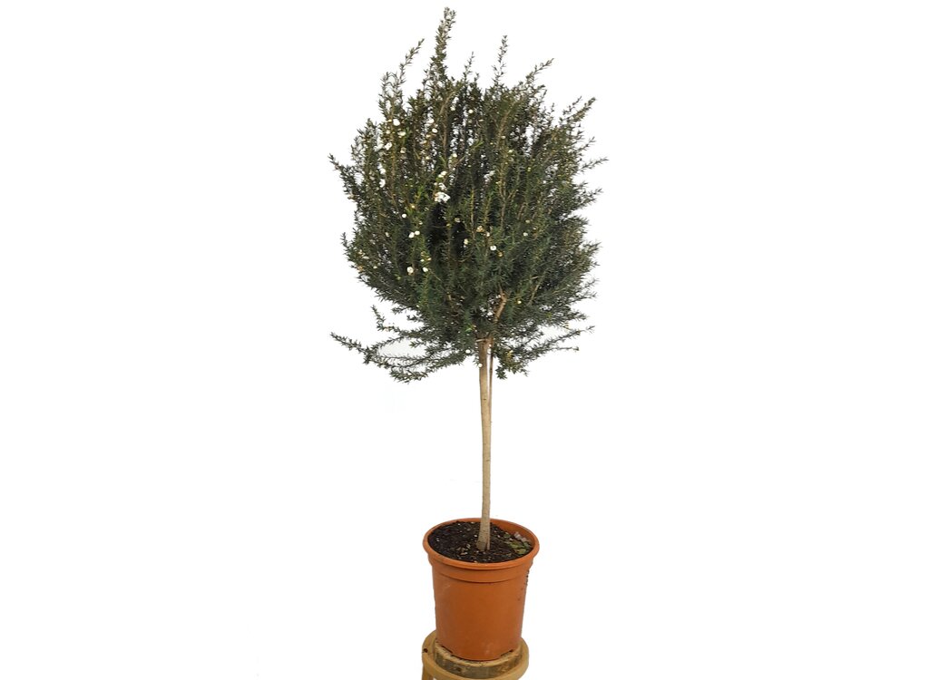 Leptospernum Scoparium Copa 22 (manuka O Árbol De Té)_0
