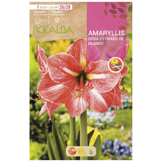 Bulbo Amaryllis rosa estriado blanco 1 ud Rocalba