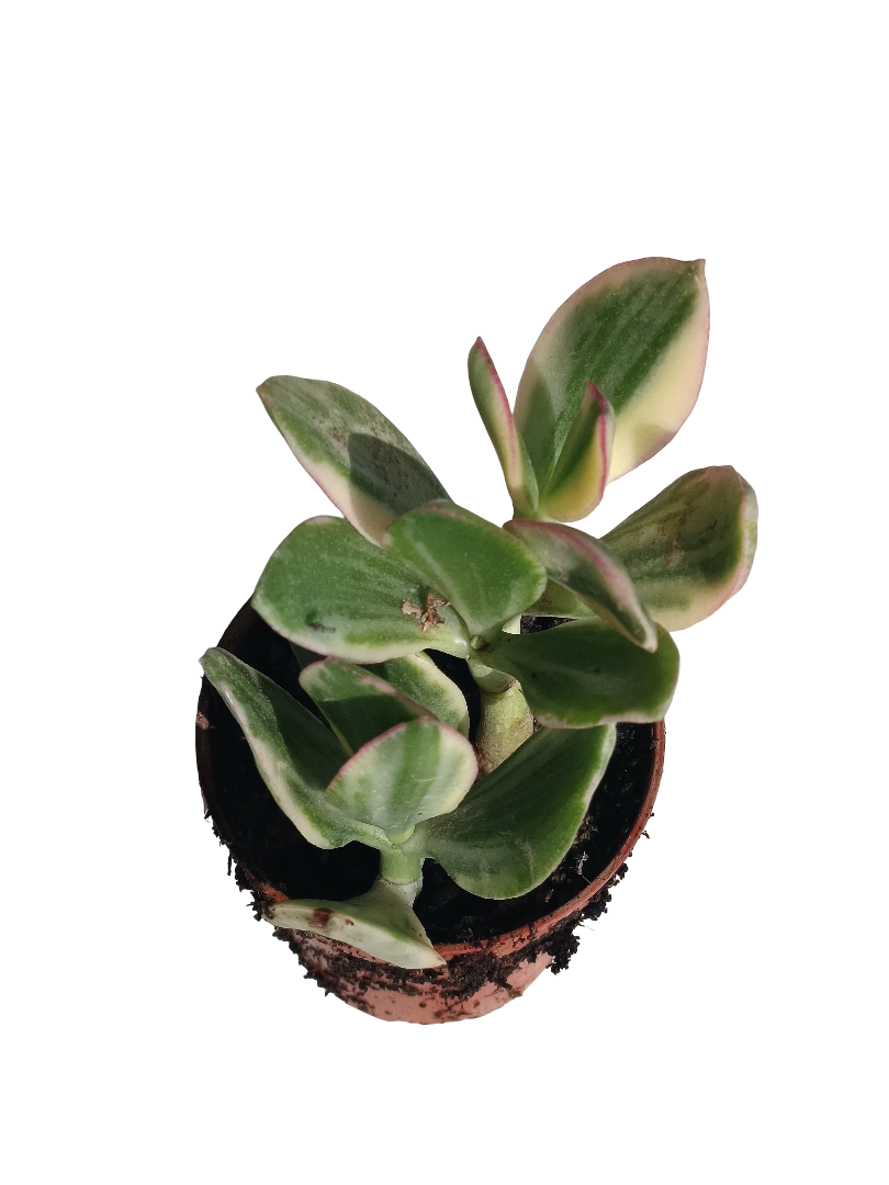 Crassula Obliqua Jade Variegata Planta Suculenta De La Suerte Ø8 Cm