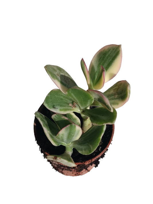 Crassula Obliqua Jade Variegata Planta Suculenta De La Suerte Ø8 Cm_0