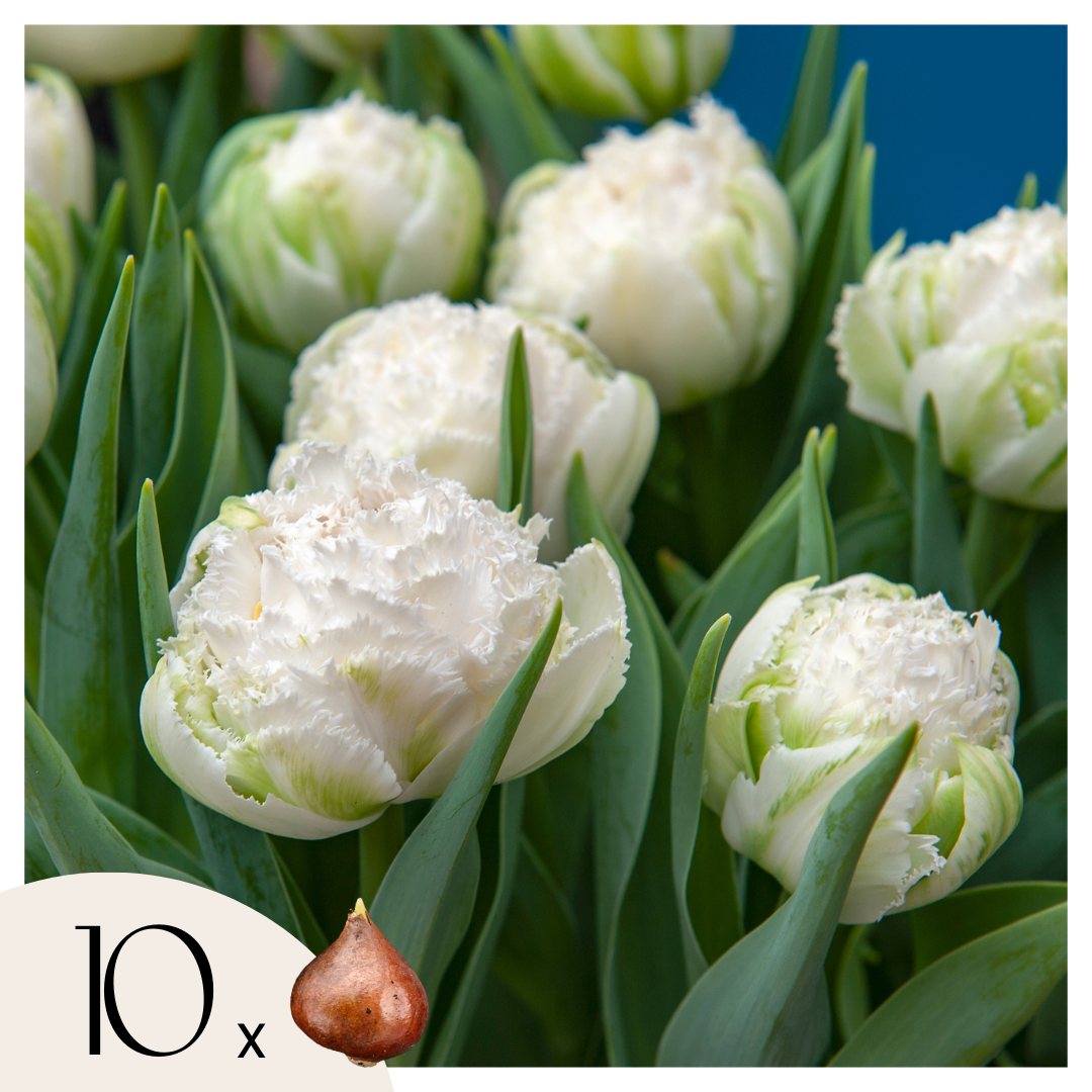 Bulbos De Tulipán - 10 Pzs - Tulipa 'snow Crystal' - Bulbos De Flores - Blanco_0