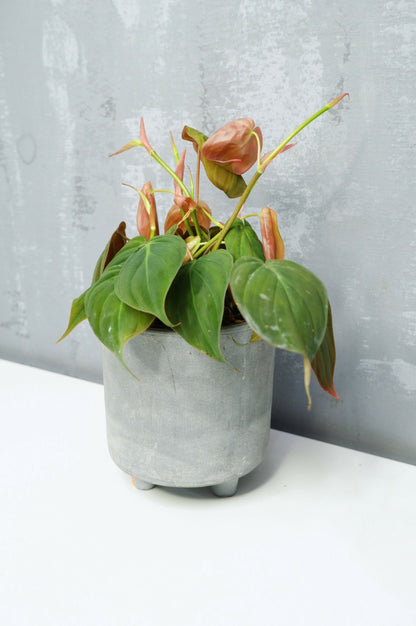 Philodendron Micans_1
